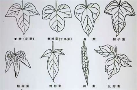 葉形狀|葉形:形態特徵,鱗形,條形,刺形,針形,錐形,披針形,匙形,卵形,長圓形,。